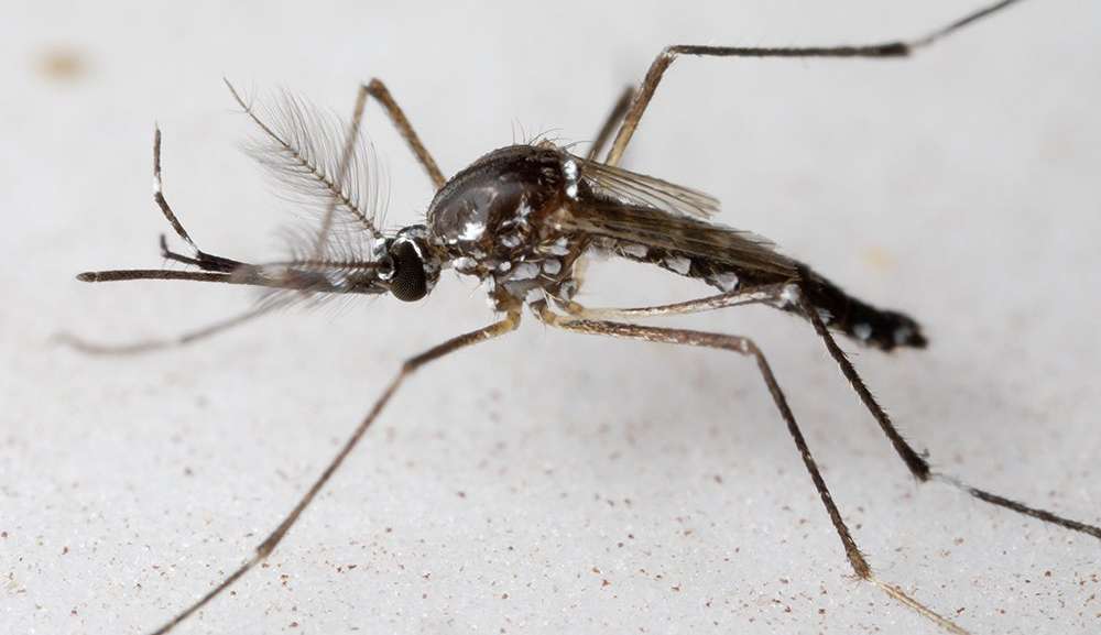 Estudo demonstra eficácia da vacina contra chikungunya