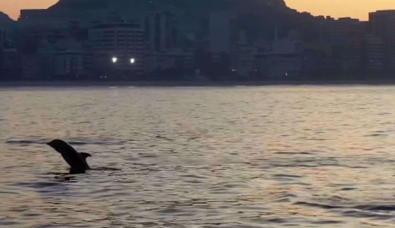 Avistamento de animais marinhos na costa do RJ desperta atenção de biólogos