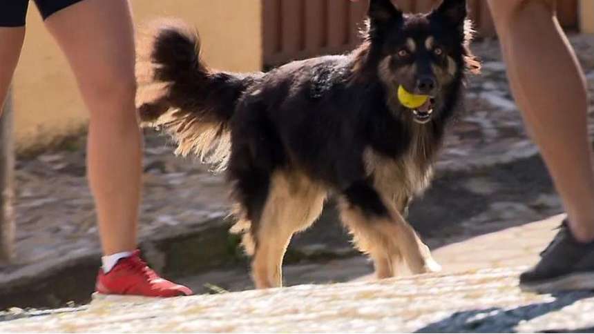 Cachorro some no interior de Minas Gerais e é encontrado com romeiros que iam até São Paulo