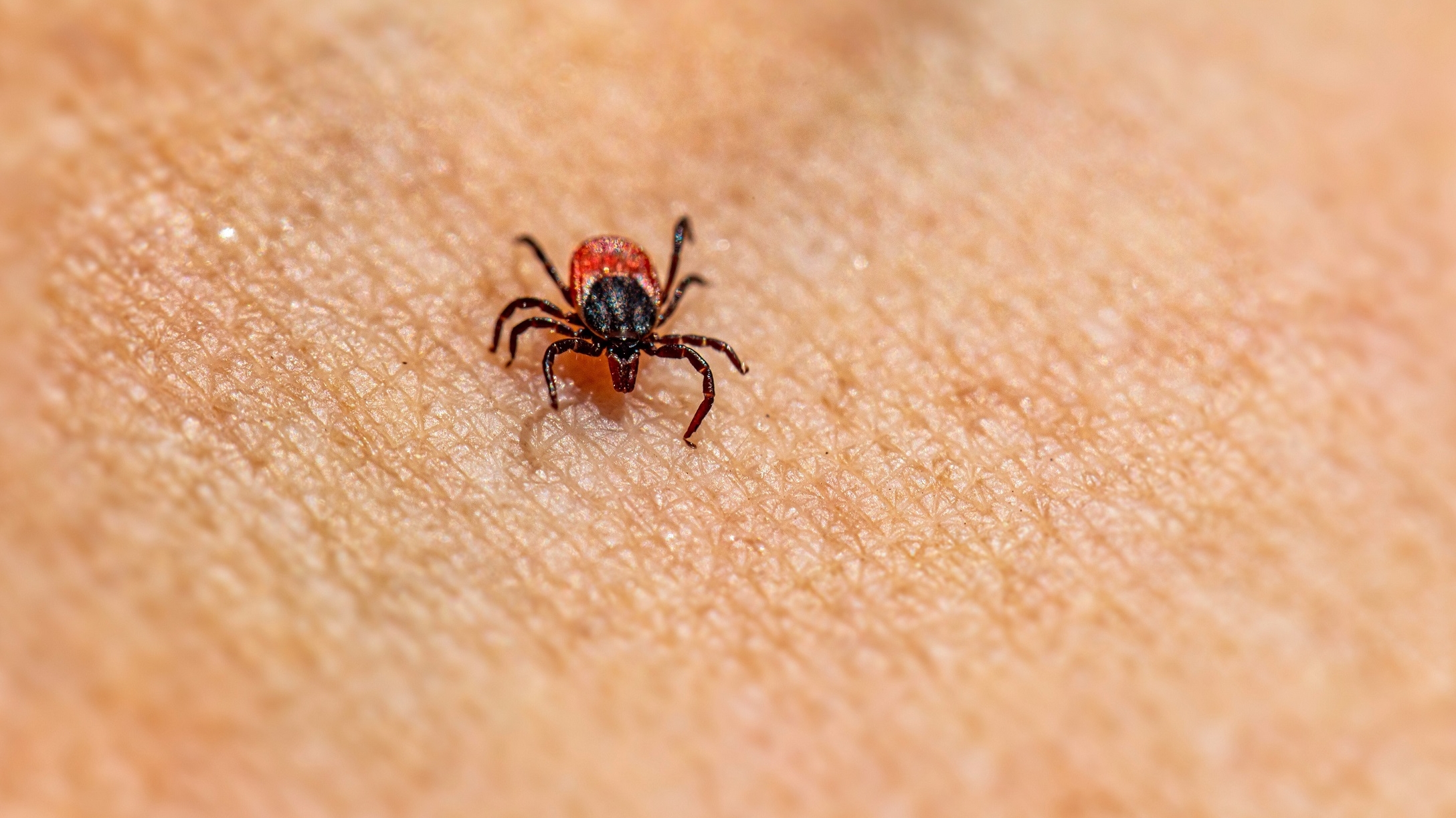 Febre maculosa: veja como a doença é transmitida e como se prevenir
