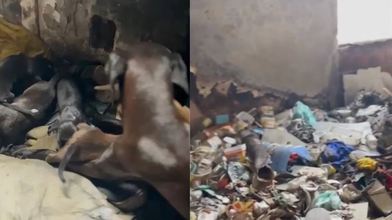 Cães regatados após tutor morrer em incêndio ficam sob os cuidados de ONG no Méier