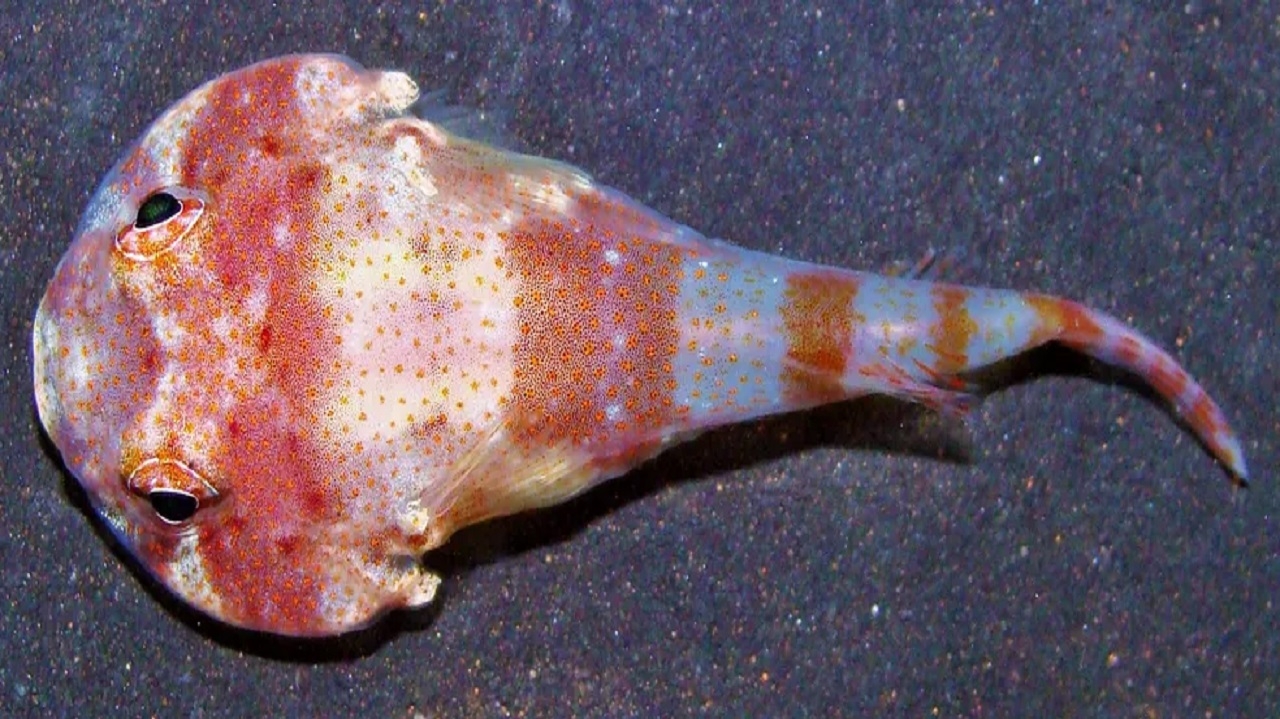 Pesquisadores da USP e da Ufes descobrem nova espécie de peixe na Ilha da Trindade
