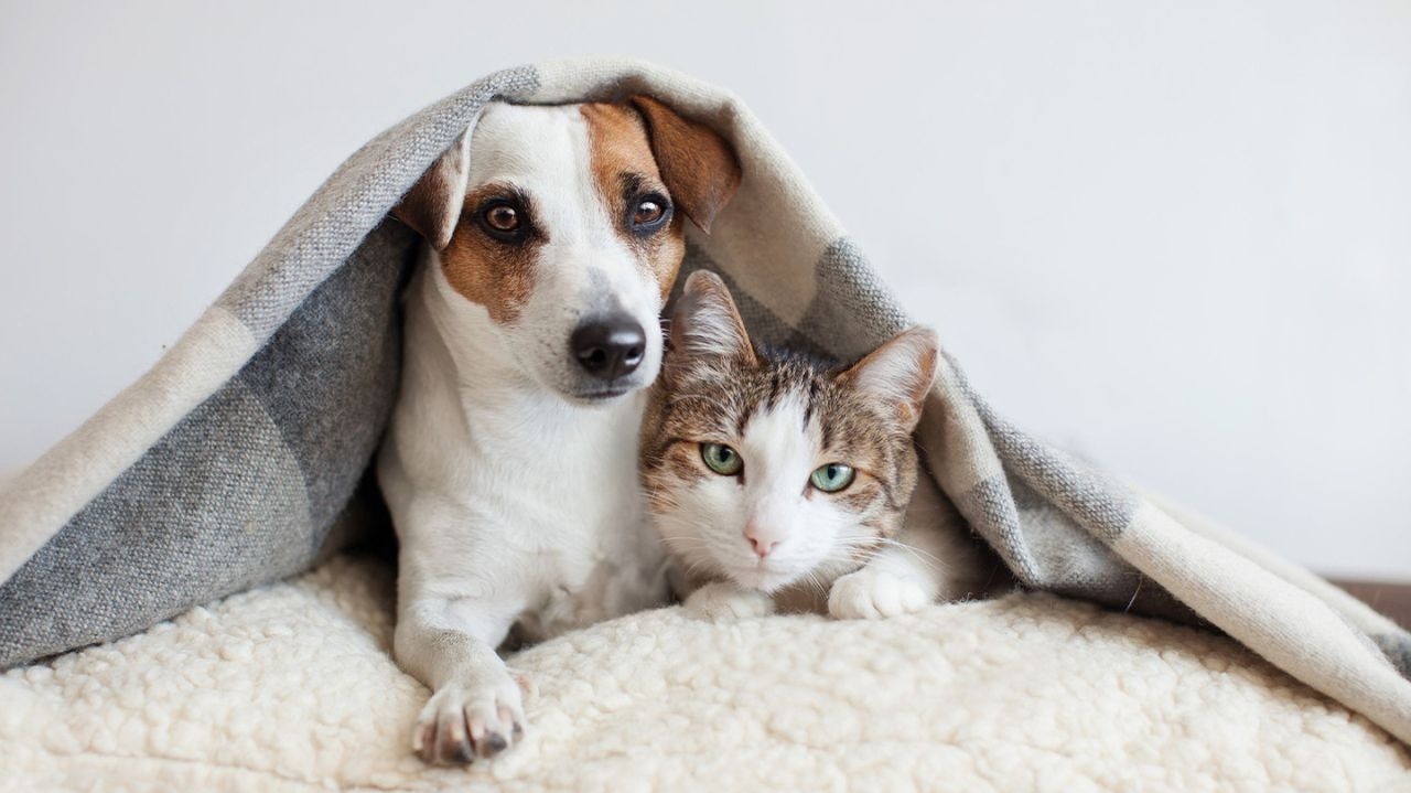 Saiba como identificar e tratar as principais causas e sintomas da gripe em cães e gatos