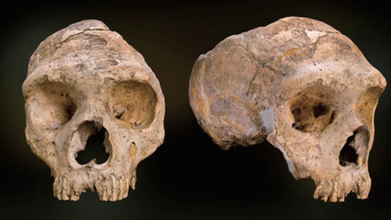 Nova linhagem humana: cientistas descobrem ossos de 300 mil anos com características distintas