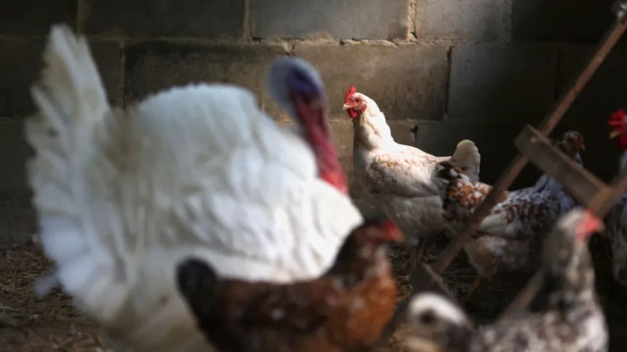 Dois novos casos de gripe aviária são confirmados no Brasil; total sobe para 79