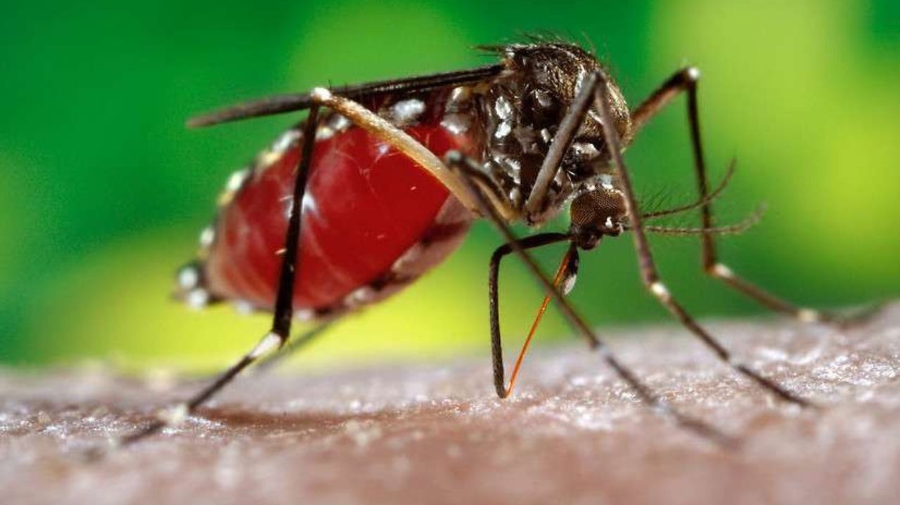 Notificações de casos de Zika vírus crescem quase 44% no país