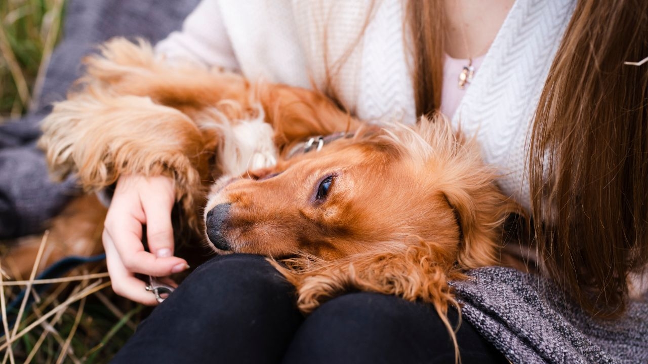 Conheça um pouco sobre como cuidar de pets idosos