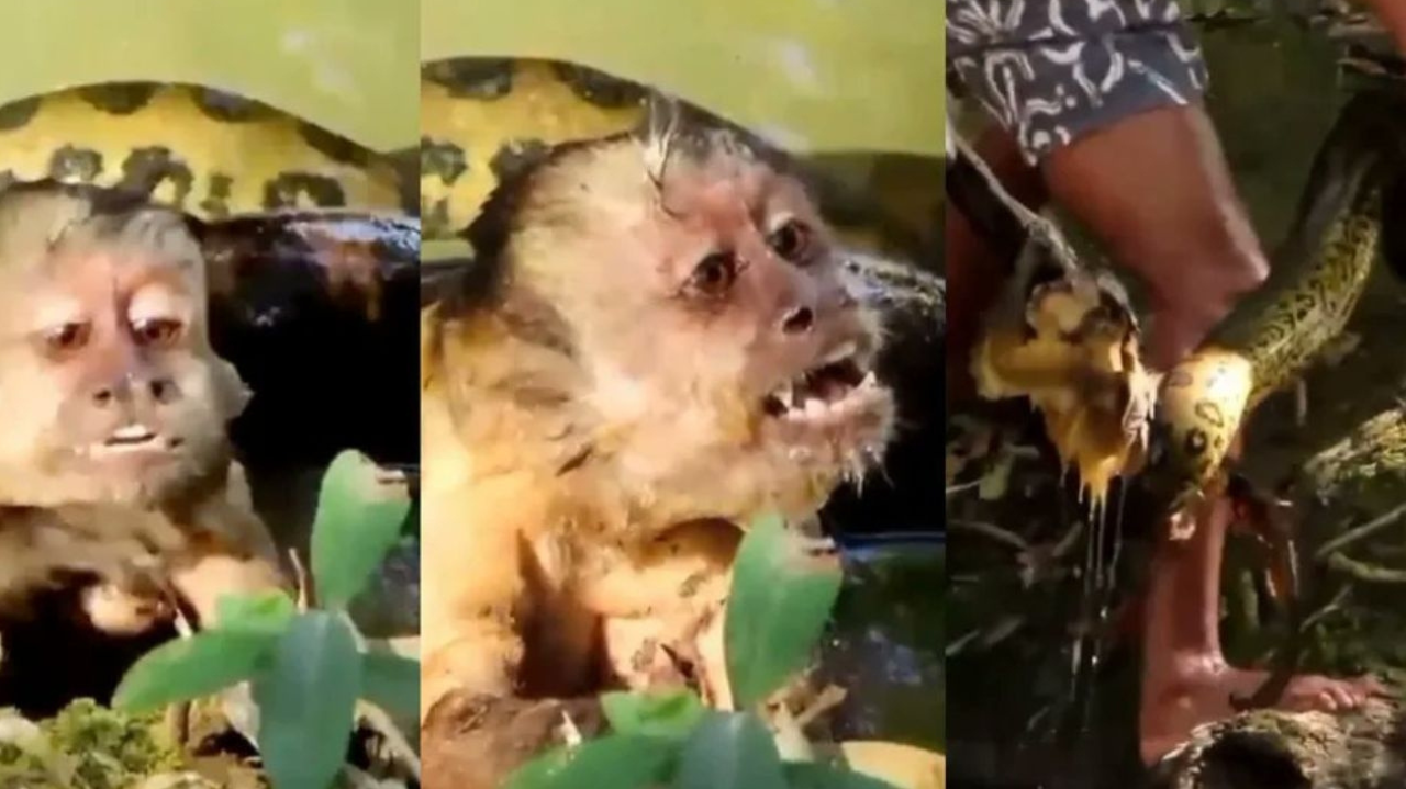 Vídeo de macaco-prego atacado por sucuri viraliza nas redes sociais
