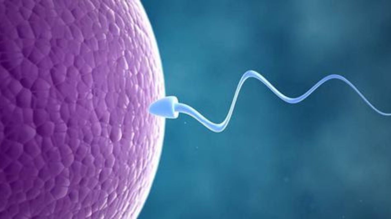 Inseminação artificial caseira: conheça os riscos dessa prática