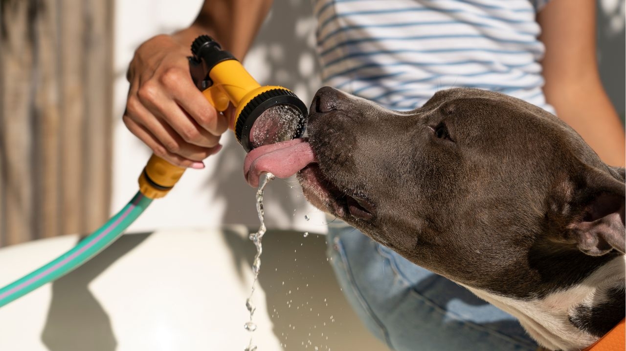 O calor chegou: veja como deixar o ambiente fresquinho para o pet