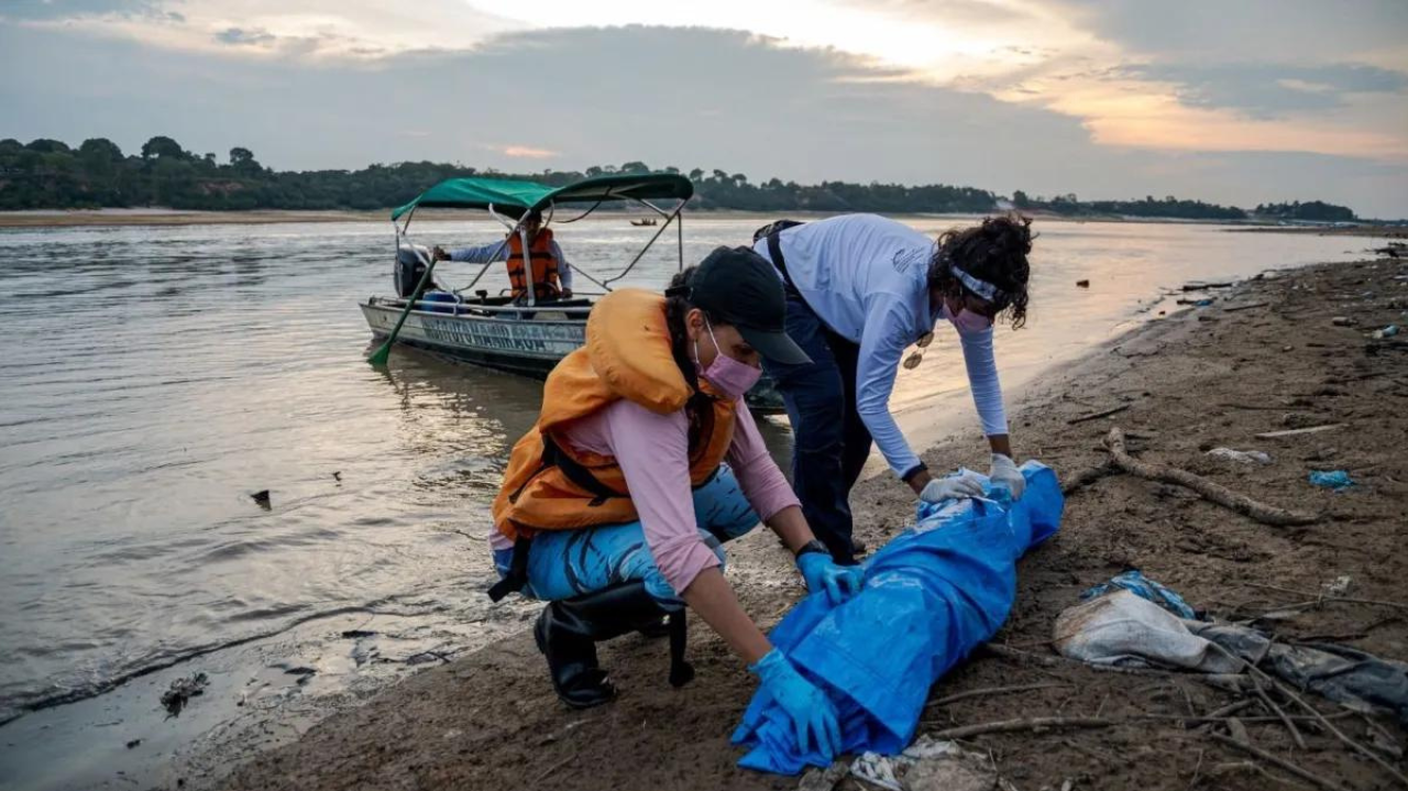 Tucuxis e botos em risco: seca extrema no Amazonas alerta para urgência ambiental