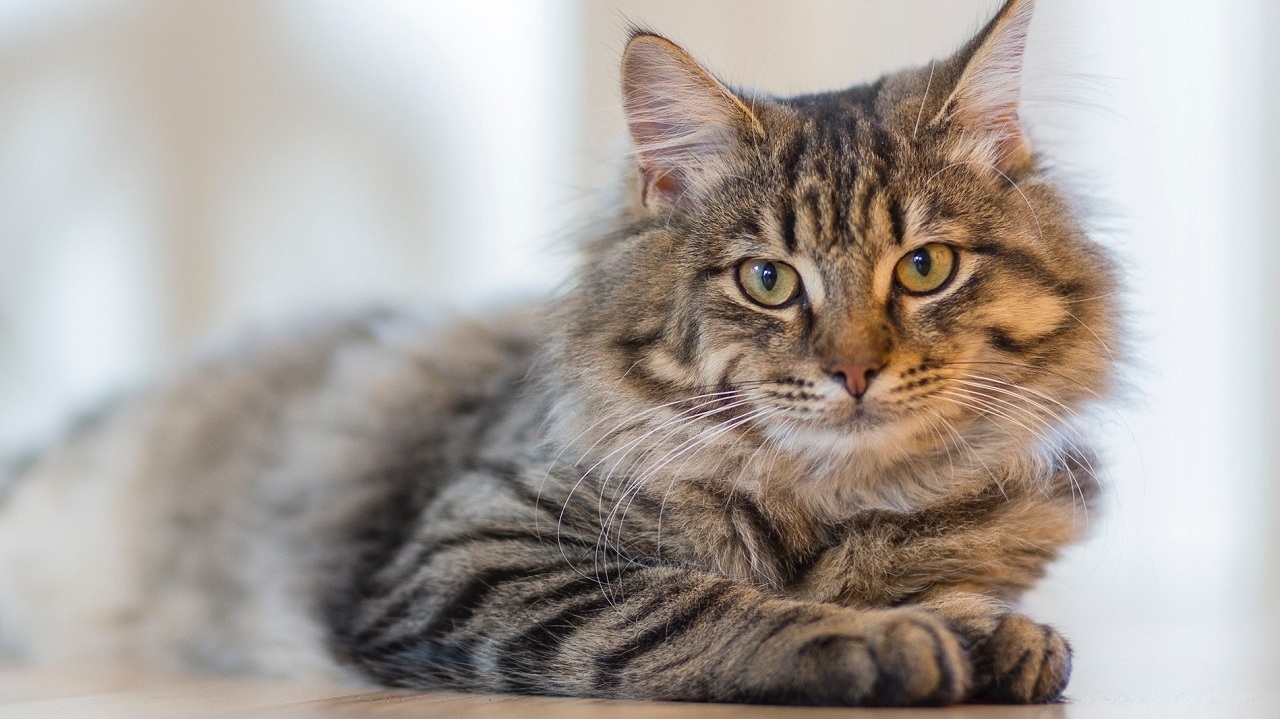 Esporotricose: A doença que afeta os gatos pode ser um risco para humanos