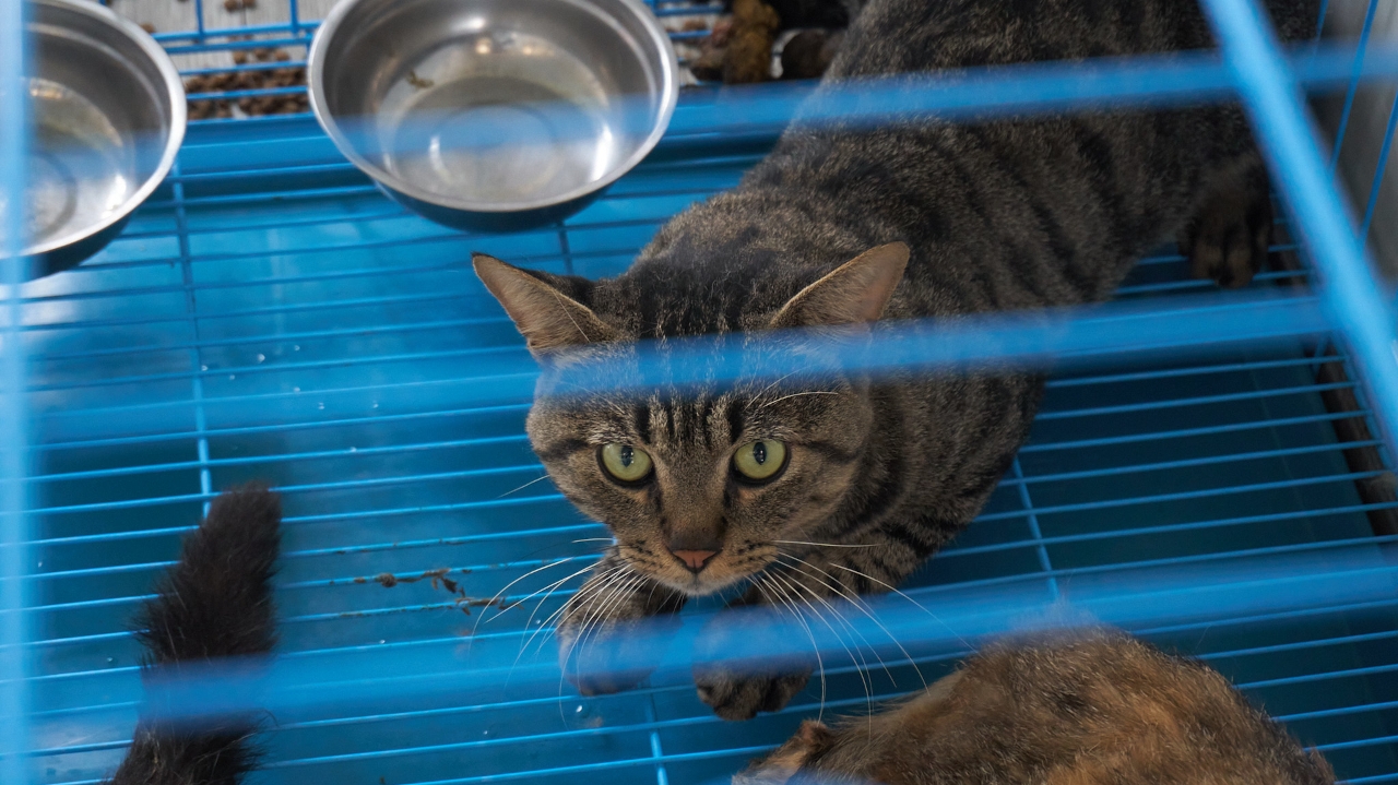 Polícia e ativistas na China expõem comércio ilegal de carne de gato