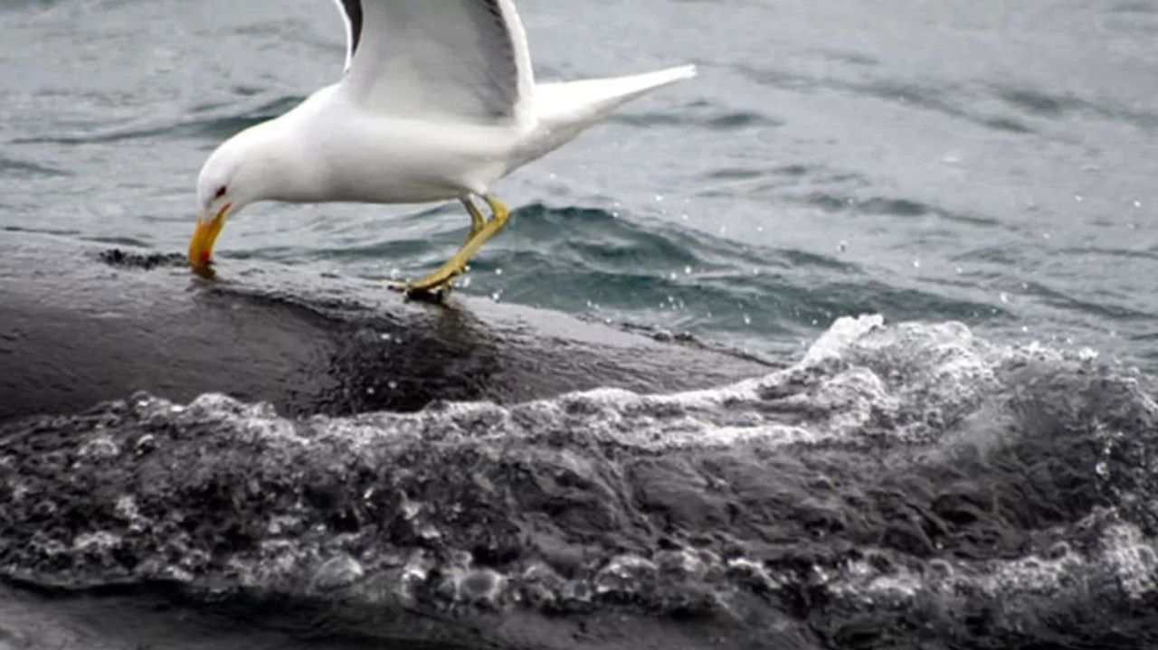 Baleias francas são ameaçadas por gaivotas na costa da Argentina