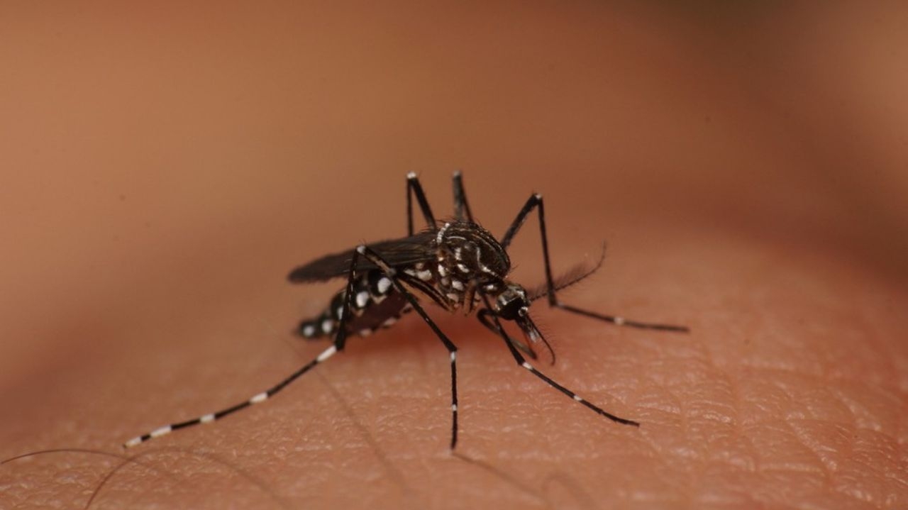 Casos de dengue no Rio de Janeiro atingem níveis históricos em 2023