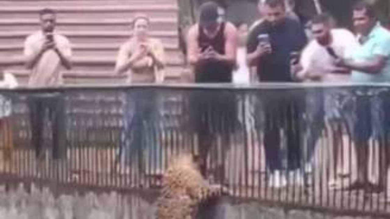 Onça-Pintada escala parede em zoológico de Brasília