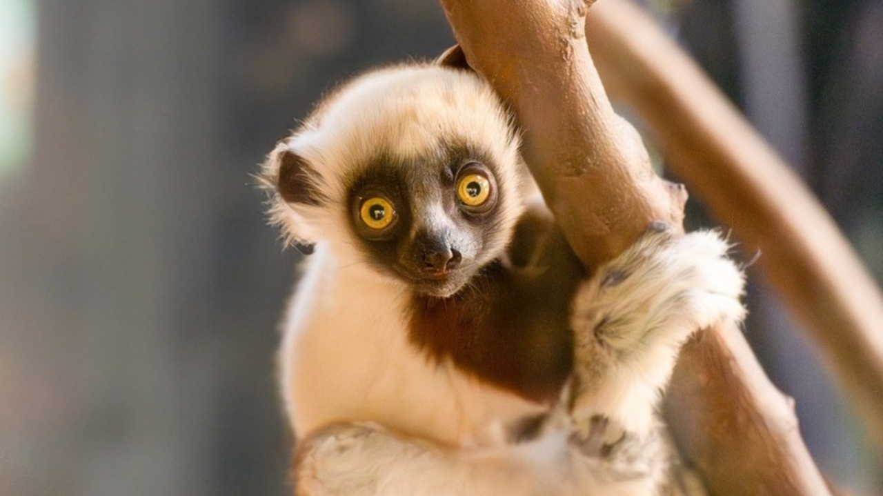 Filhote de lêmure-sifaka encanta o zoológico Chester, na Inglaterra
