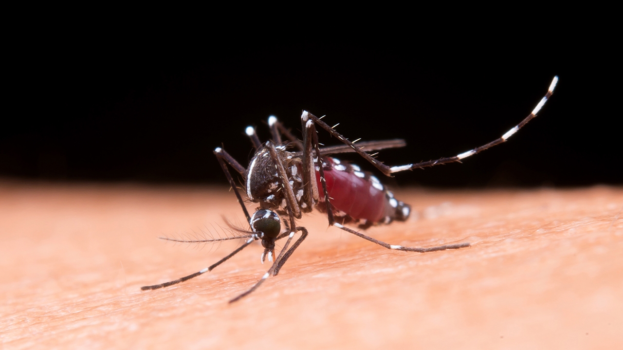 Sintomas da dengue e o momento certo para buscar ajuda