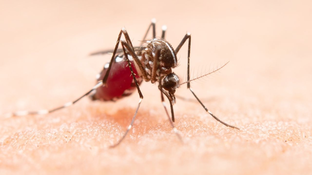 Boletim semanal alerta para crescimento alarmante da Dengue no Rio de Janeiro