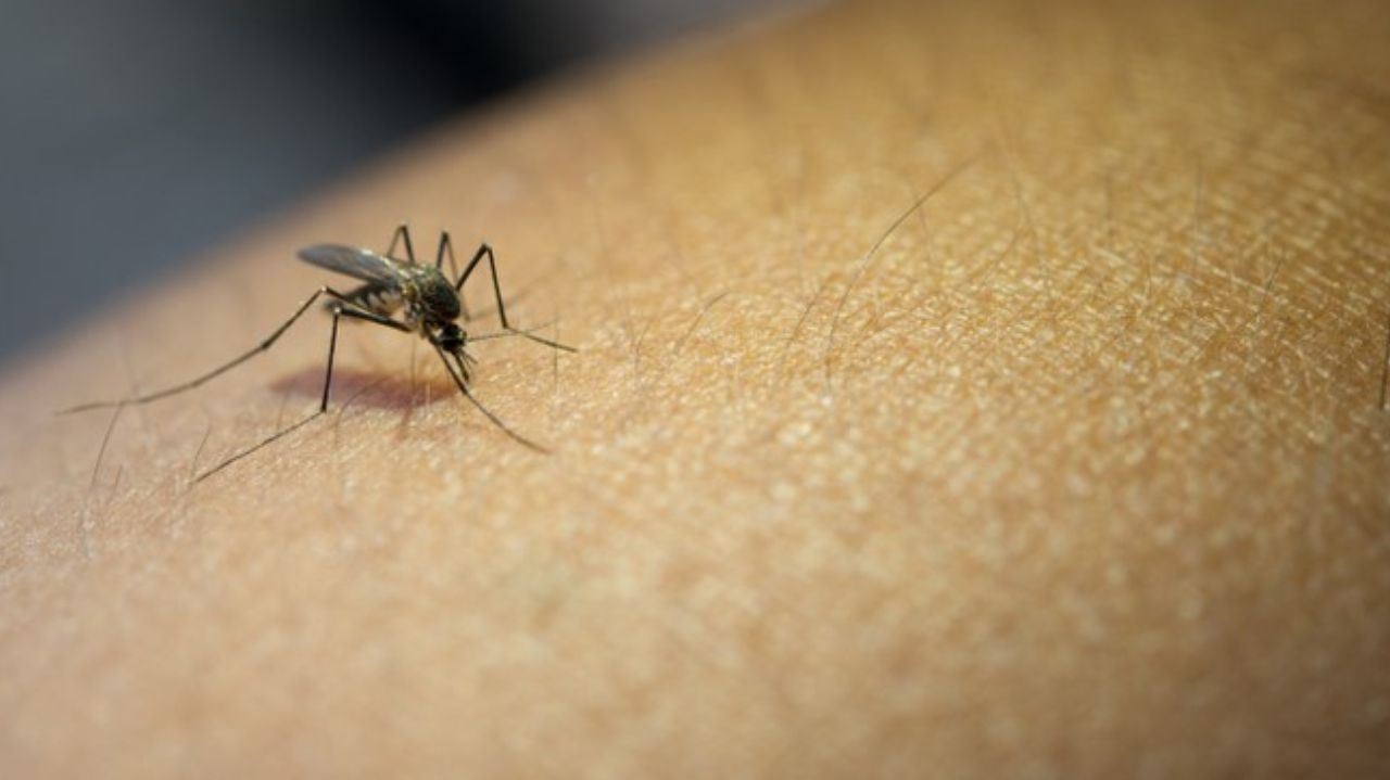 Dengue: janeiro registra marca expressiva de casos