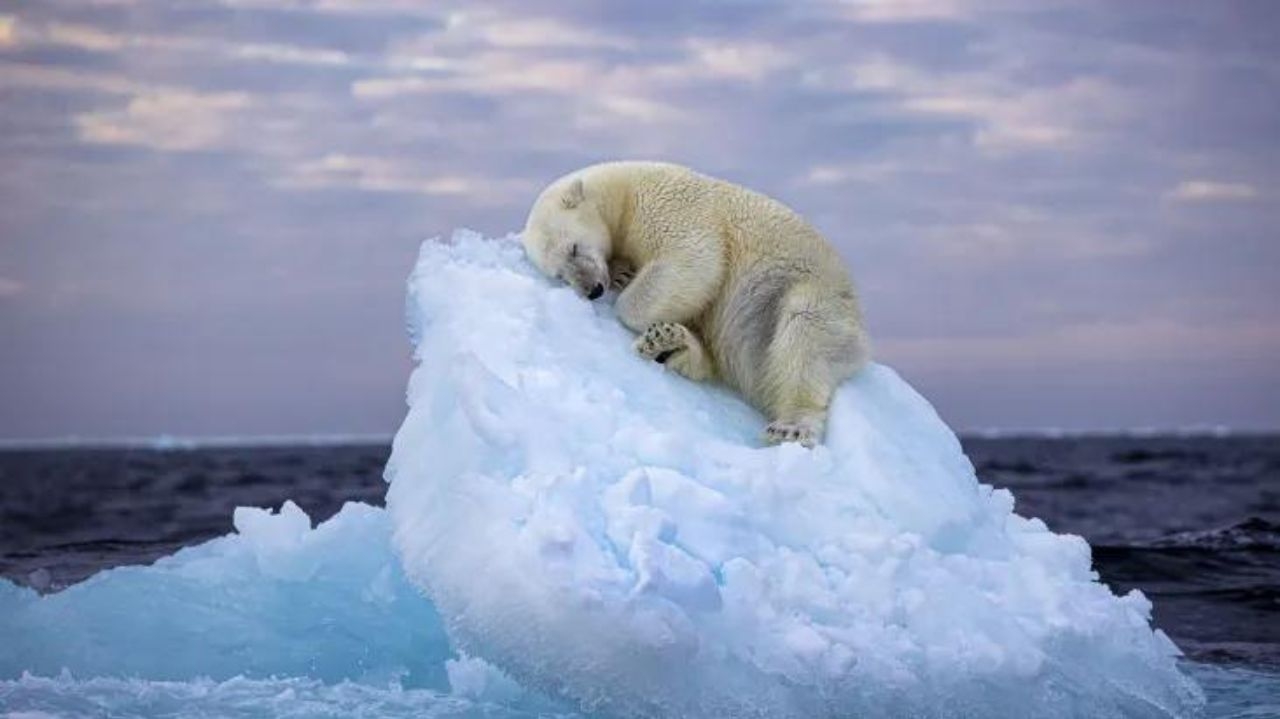 “Cama de gelo”: registro de um urso polar dormindo ganha premiação