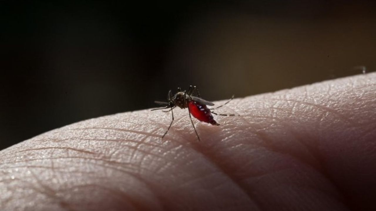 Peru deve decretar estado de emergência sanitária após aumento de casos de dengue