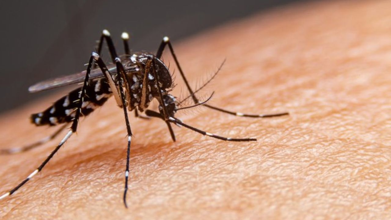 Estado de São Paulo ultrapassa 100 mil casos confirmados de dengue em 2024