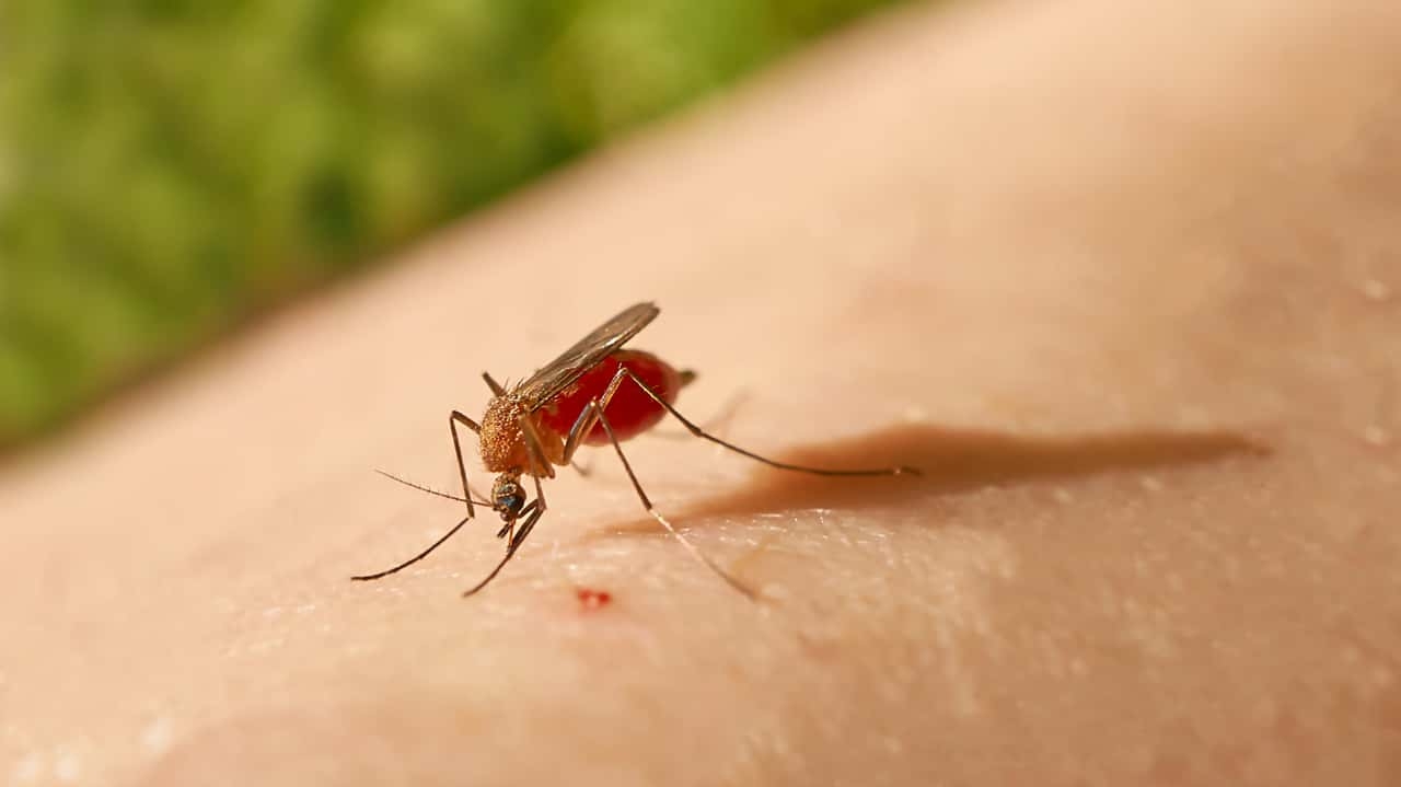 Febre Oropouche, doença similar a Dengue, torna-se motivo de alerta no Amazonas