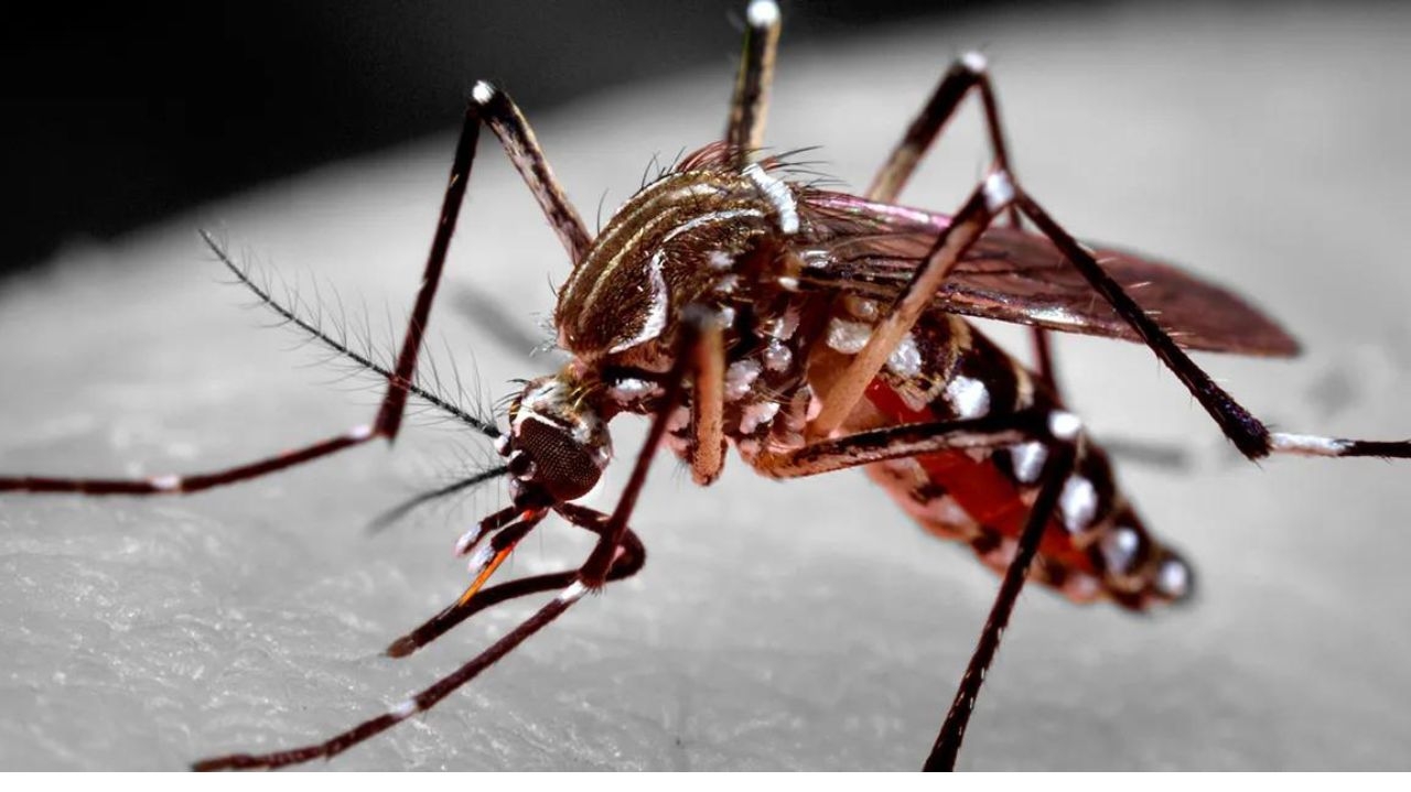 Pesquisas revelam a boa capacidade de adaptação do Aedes aegypti
