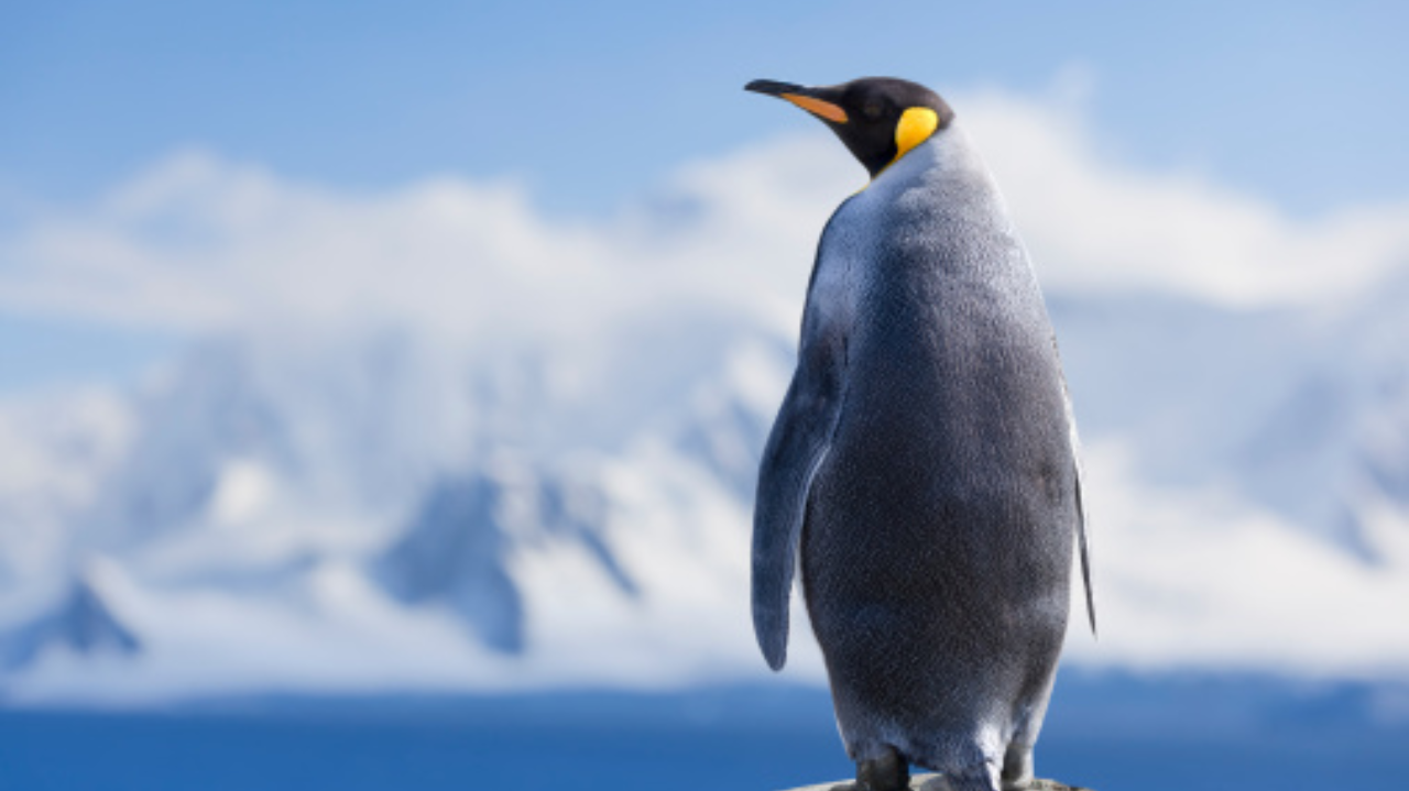 Investigaram chilenos detectam, pela primeira vez, vírus da gripo aviária em pinguins