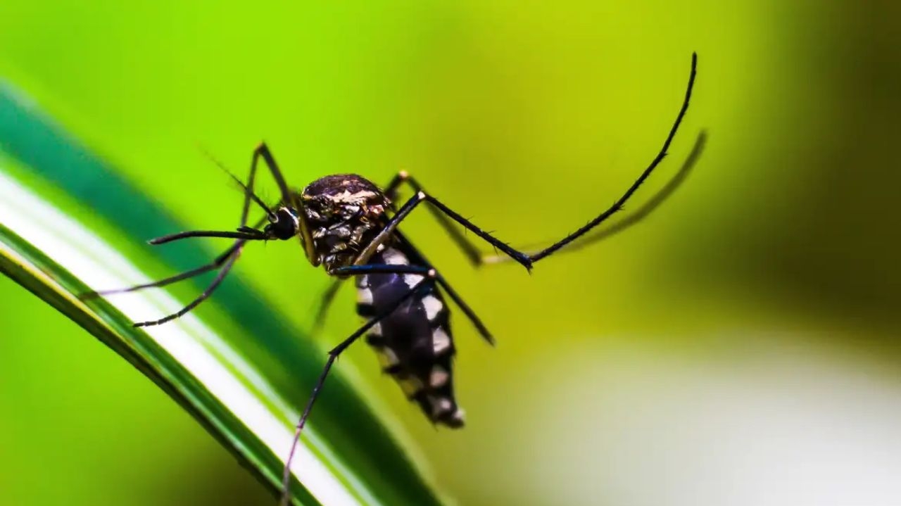 Brasileiros criam tecnologia para prever epidemias de dengue