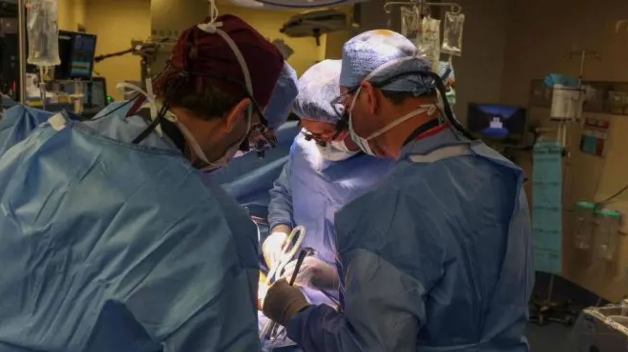 Avanço médico: brasileiro lidera transplante de rim de porco em paciente humano nos EUA