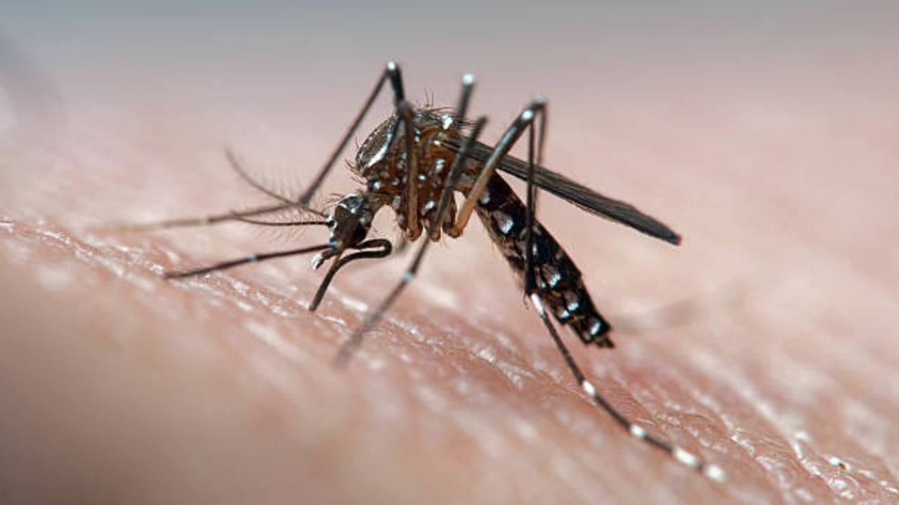 Dengue: Brasil registra mais de 700 mortes em 2024