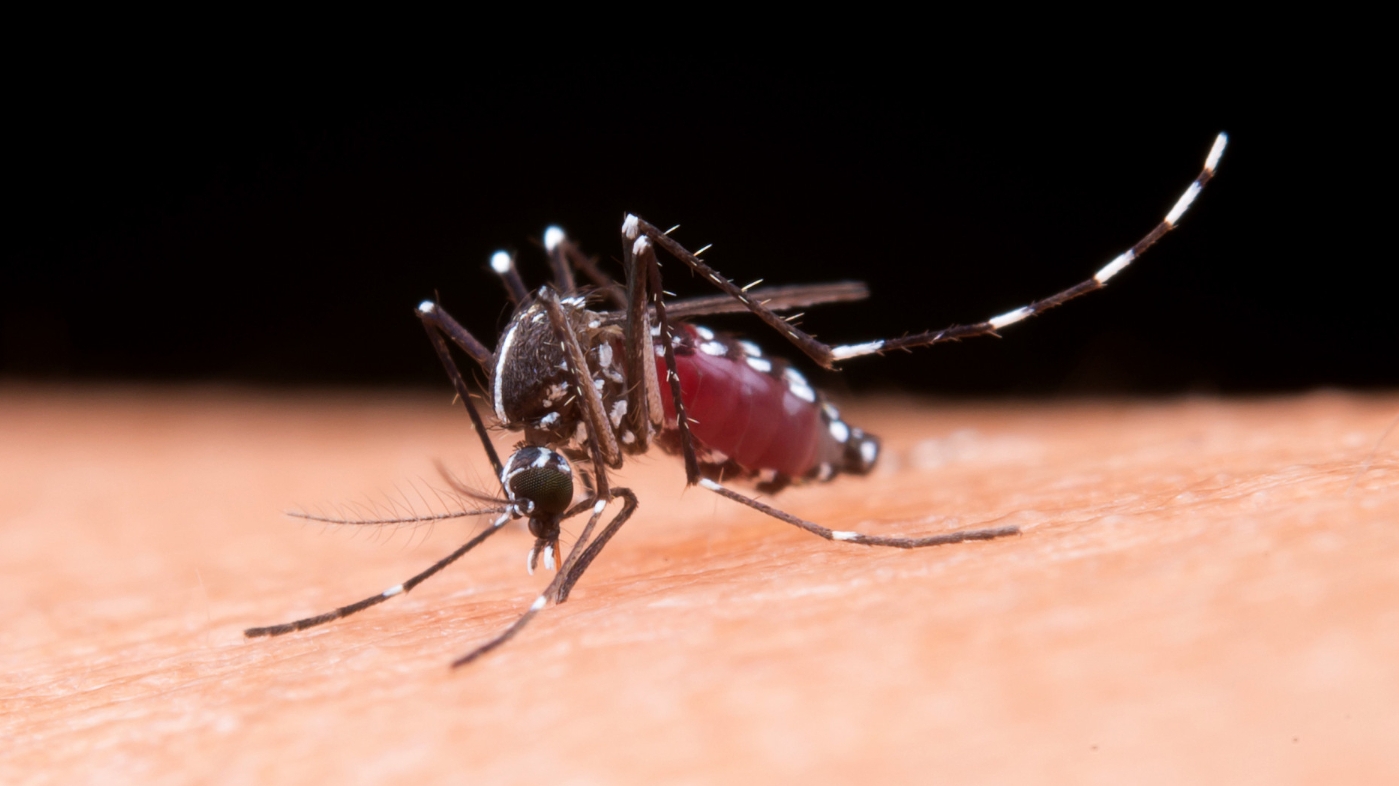 Confira alguns mitos sobre a dengue e a forma correta de combatê-la