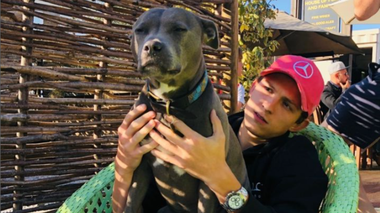 Tom Holland homenageia sua cadelinha falecida