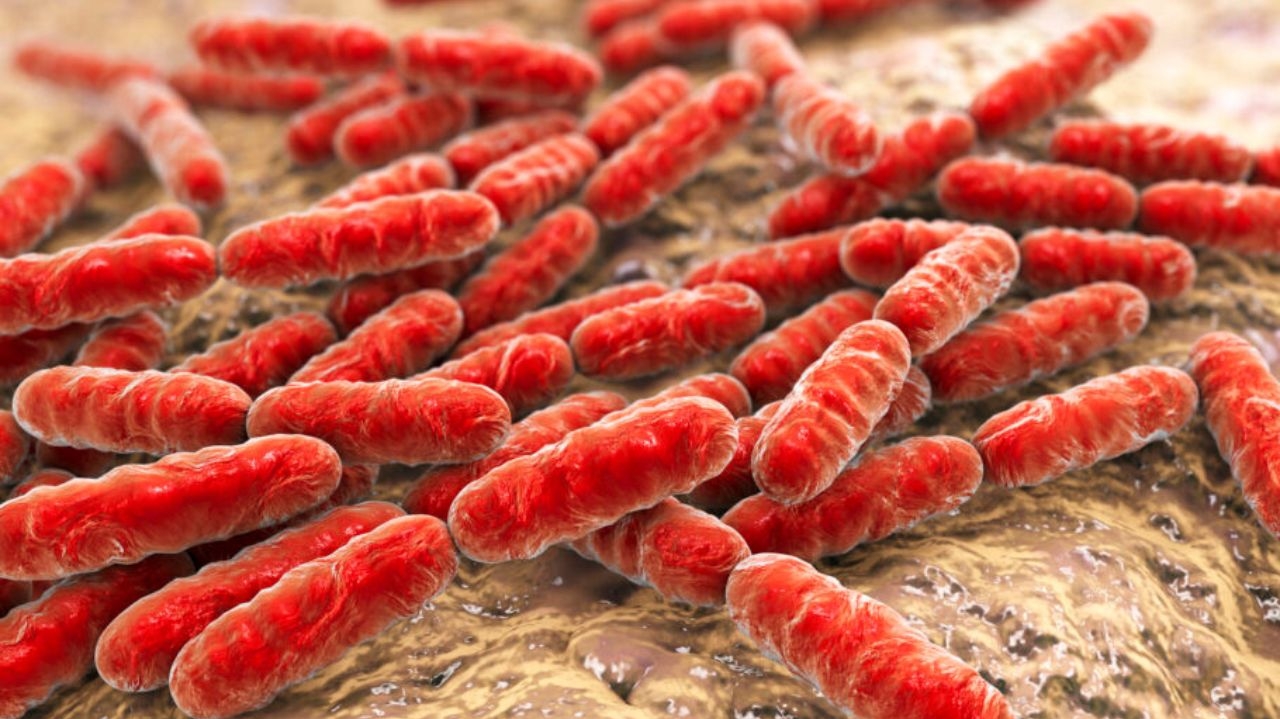 OMS atualiza as 15 bactérias mais alarmantes para a saúde humana
