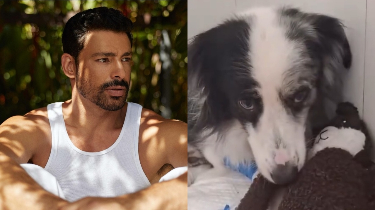 Cauã Reymond compartilha quadro de saúde de sua cachorra Shakira