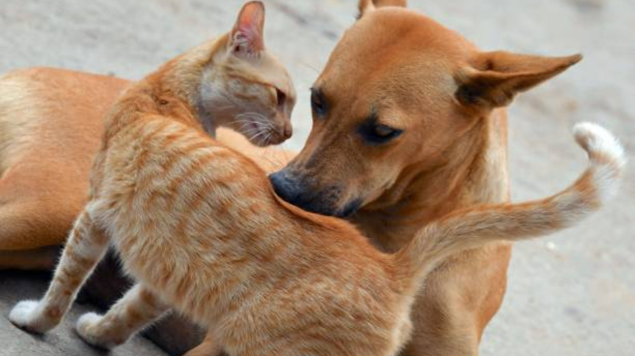 Alesp aprova projeto que proíbe exposição de cães e gatos em vitrines