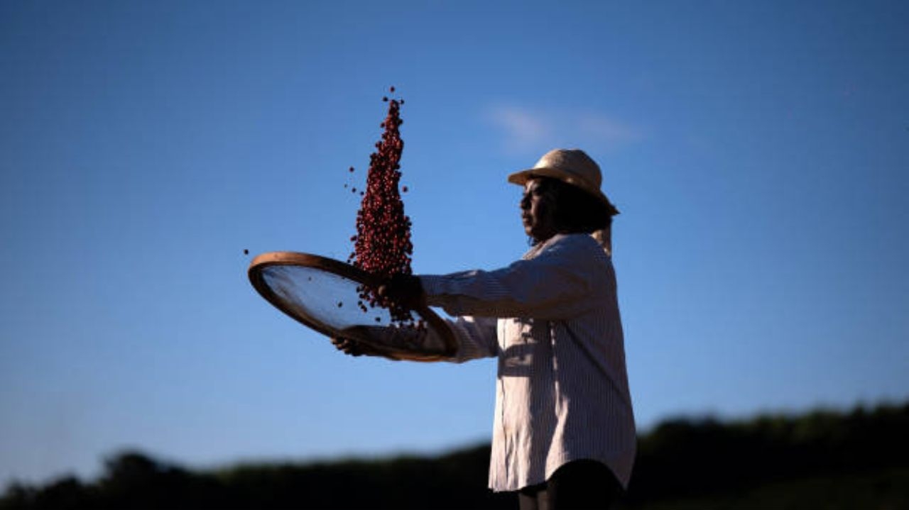 Café do Brasil: IBGE estima crescimento da safra