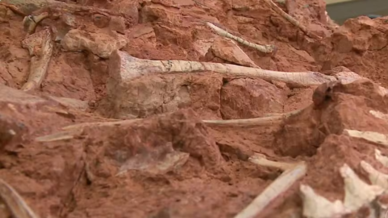 Fóssil quase completo de dinossauro é descoberto no RS após chuvas intensas