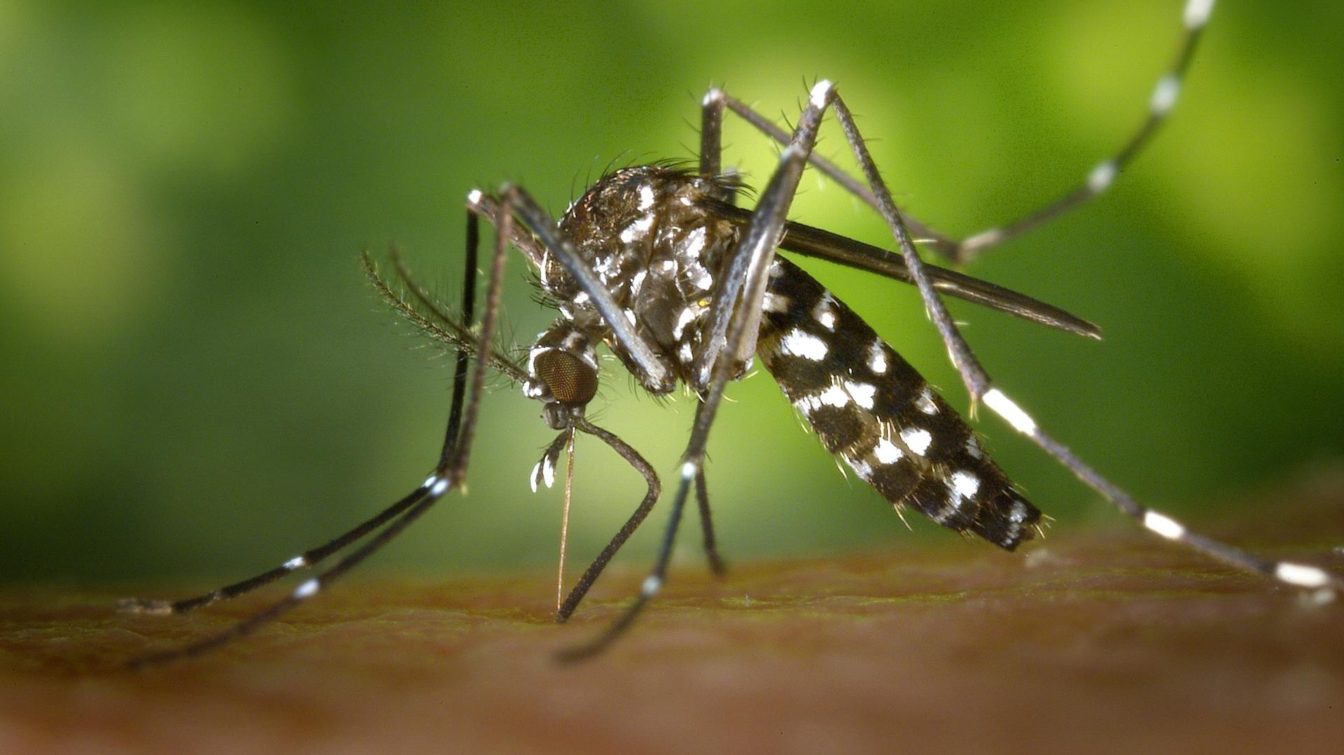 Batalha contra a dengue ganha novo foco e vacina não será a principal solução
