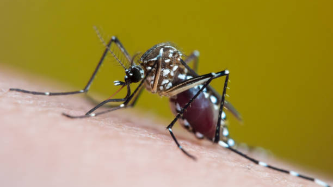 Brasil registra cerca de 254 mil casos de chikungunya