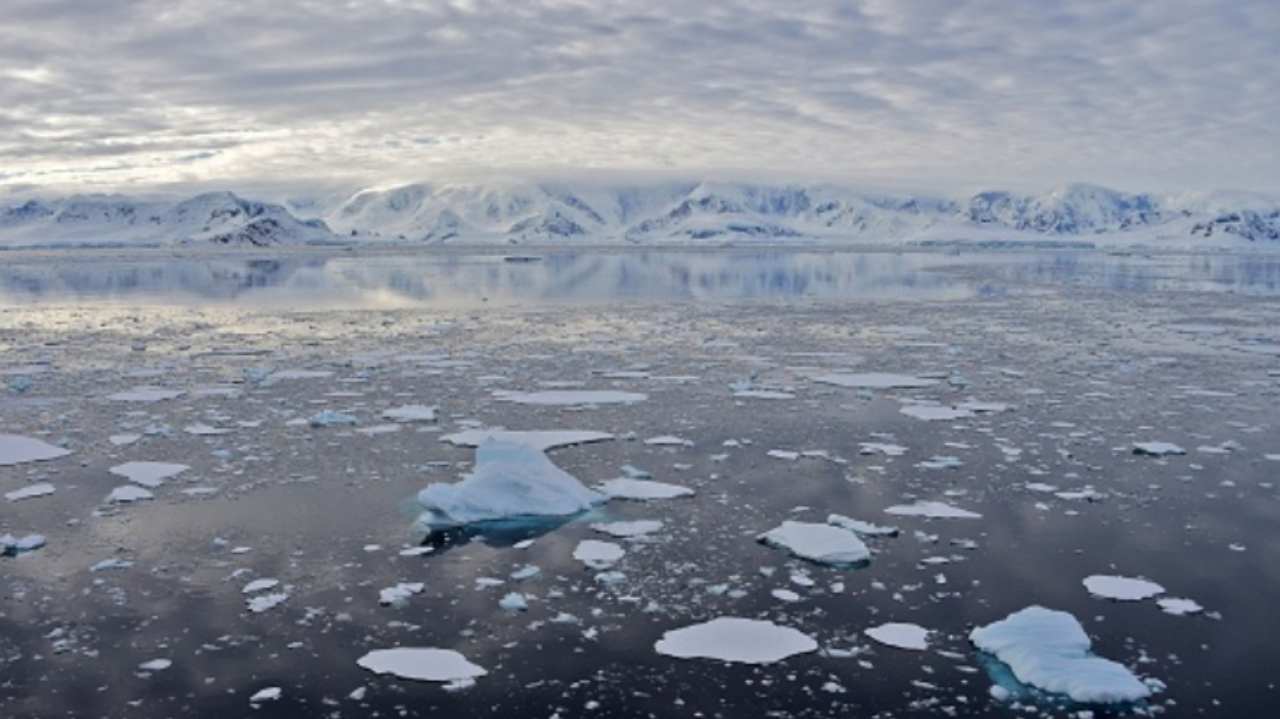 Área verde na Antártica tem aumento acelerado