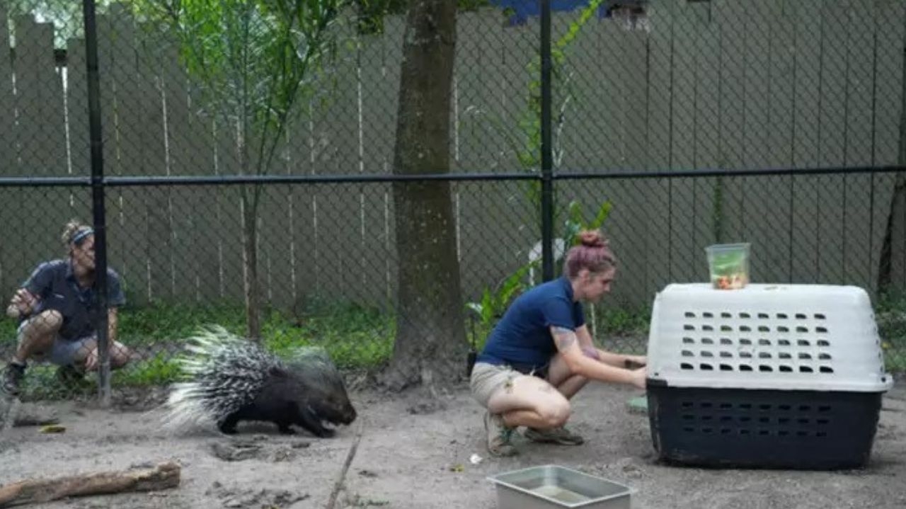 Zoológicos da Flórida tem cuidados especiais com os animais no Furacão Milton