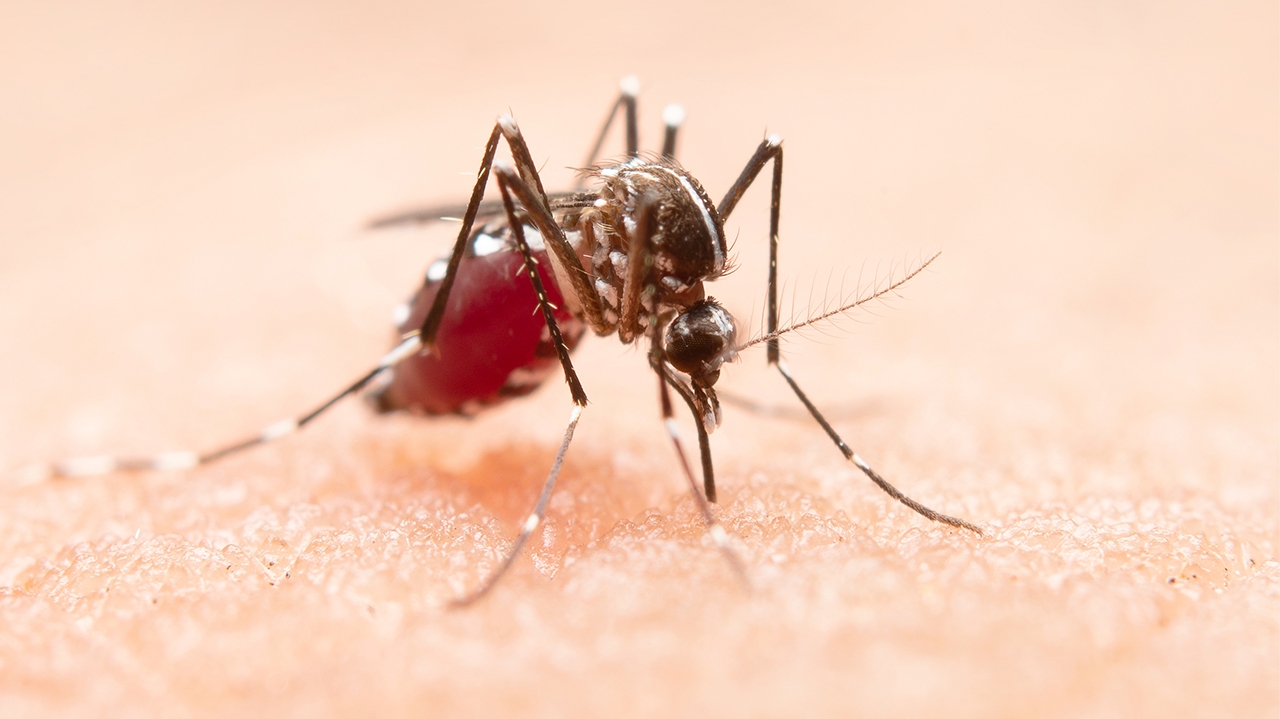 Dengue mata primeira pessoa do ano no Rio de Janeiro