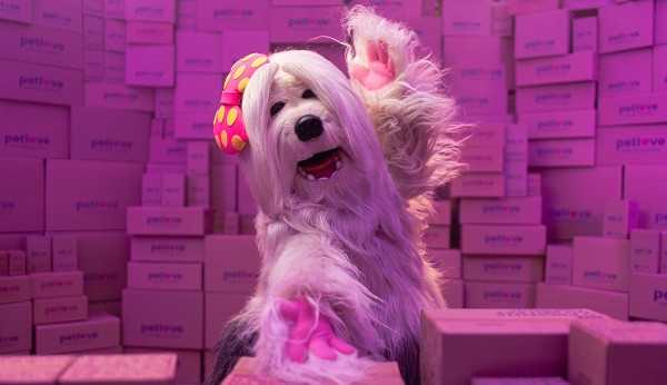 A Priscila voltou e agora é embaixadora da Petlove