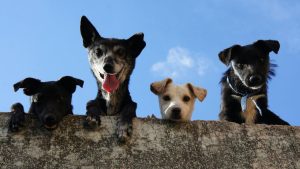 Governo sanciona lei que proíbe tatuagens e piercings estéticos em cães e gatos