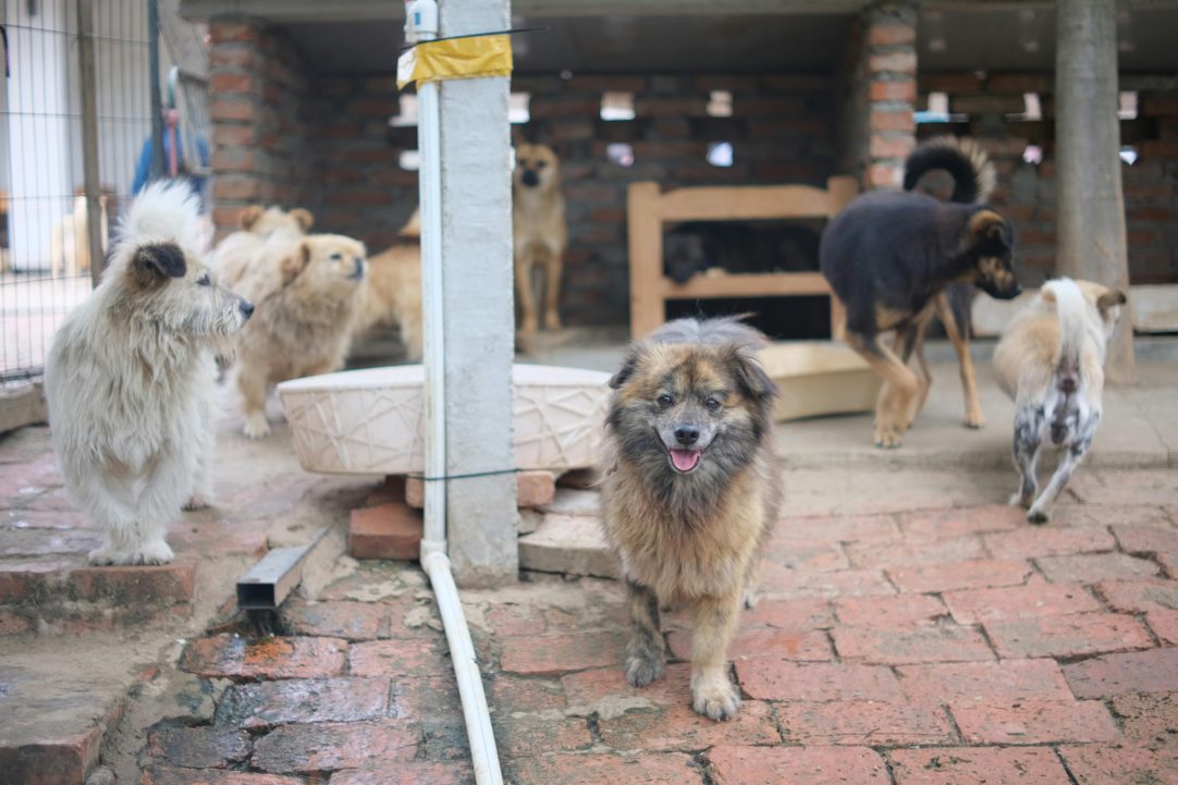 Diferentes cães no ambiente