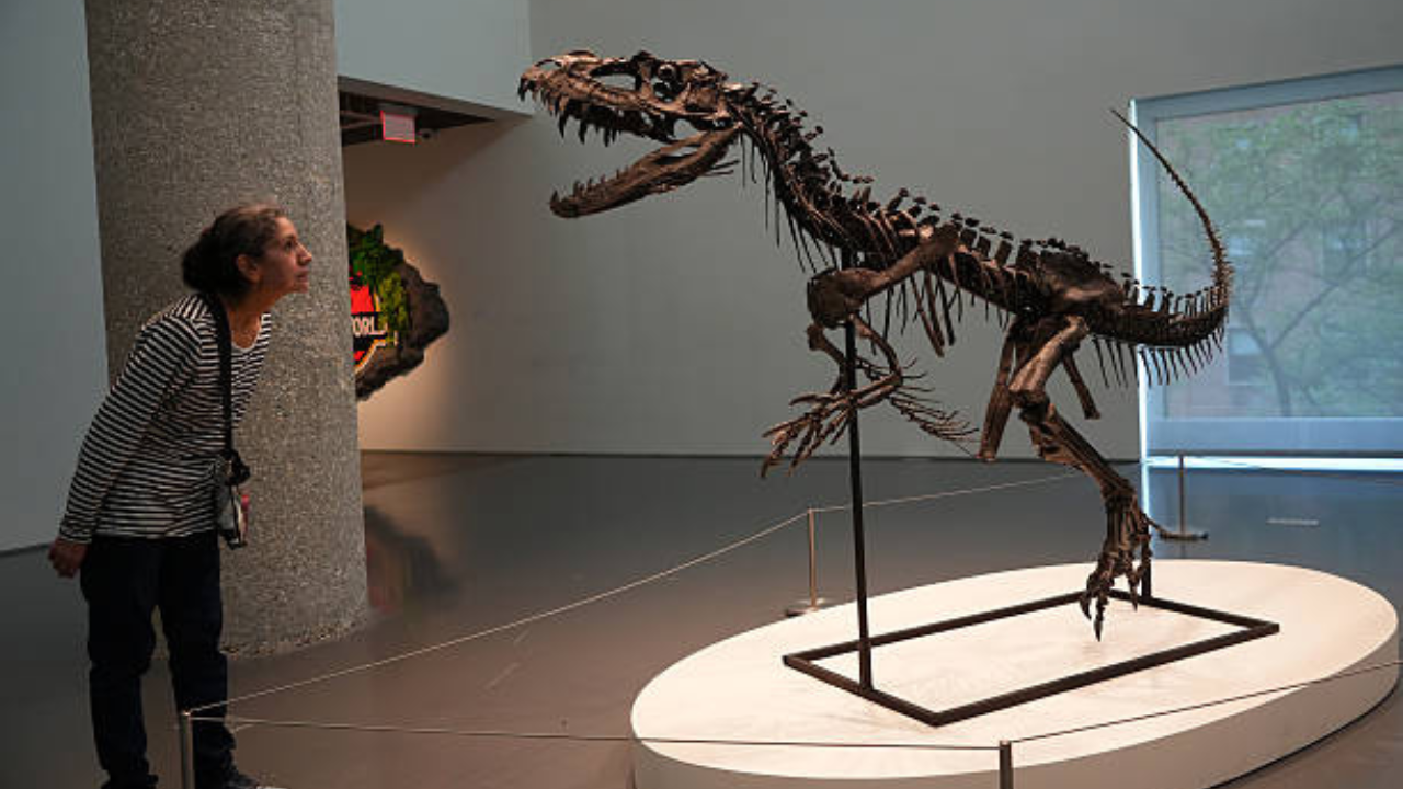Fóssil de Ceratosaurus | Reprodução/China News Service/Getty Images Embed