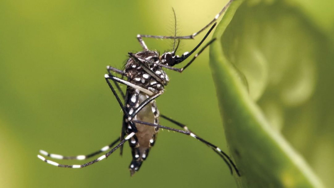 Chikungunya tem capacidade para se tornar risco global, aponta OMS